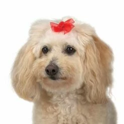 Aria Sheer Delight Bow Canister 100Pc -pet store dt157 99 010