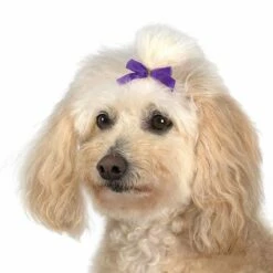 Aria Multi Color Bow Canister 3/8In 100Pc 11 Aria Multi Color Bow Canister 3/8In 100Pc -pet store dt161 99 006