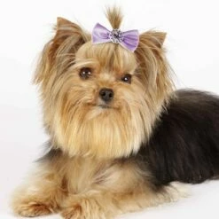 Aria Pixie Bow Canister 100Pc 9 Aria Pixie Bow Canister 100Pc -pet store dt163 99 005