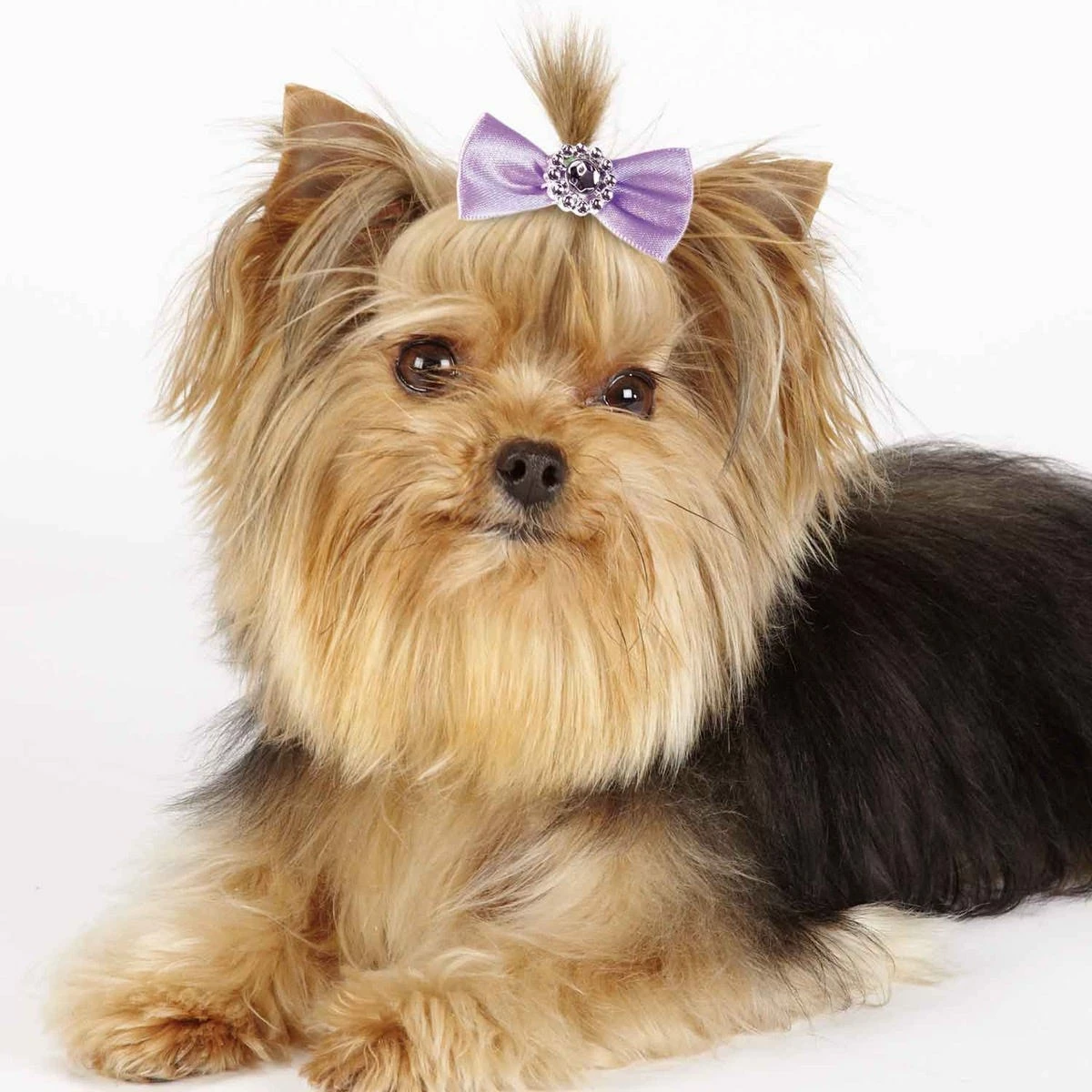 Aria Pixie Bow Canister 100Pc 5 Aria Pixie Bow Canister 100Pc - Image 5