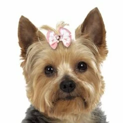 Aria Molly Bows Canister 45 Pc -pet store dt5645 45 003