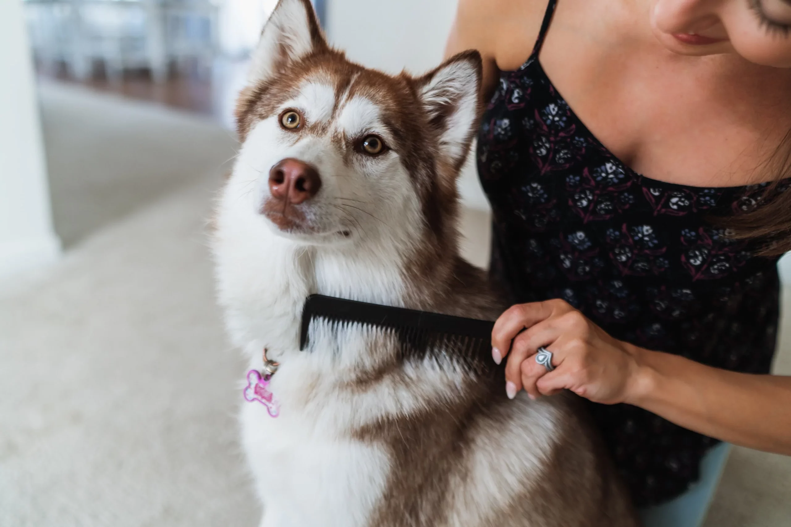 pet store 39 pet store -pet store il fullxfull.3235602001 e8lf 5000x scaled